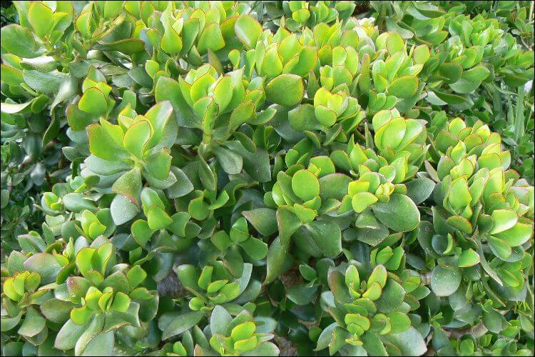 Big Jade plant with leaves