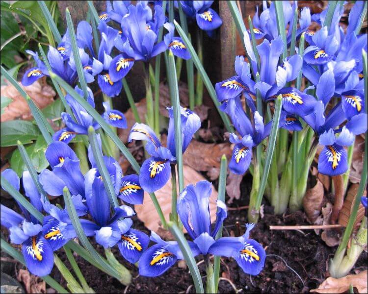 blue white irises
