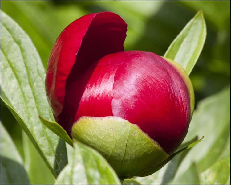 Crimson red peony bud surrounded by green leaves