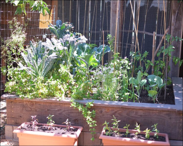 Edible garden space split into pots