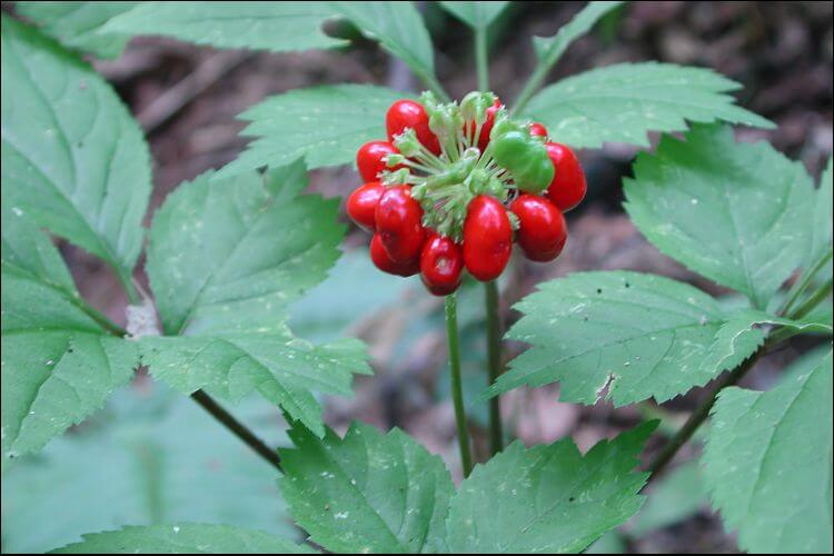 Cluster of ginseng red berries