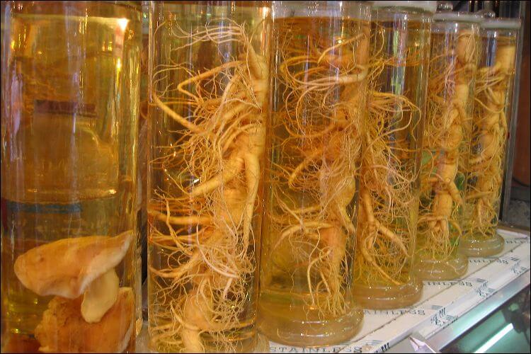 Ginseng roots placed in water in tubular containers