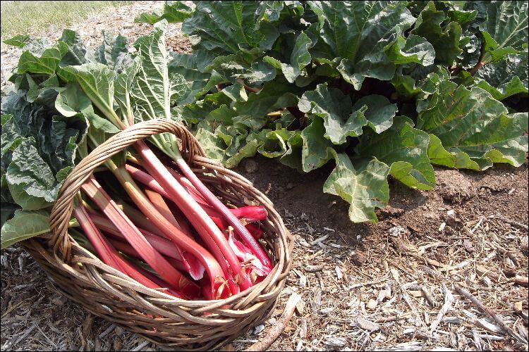 Basket on the left with freshly harvested rhubarb and a mound of leaves on the right
