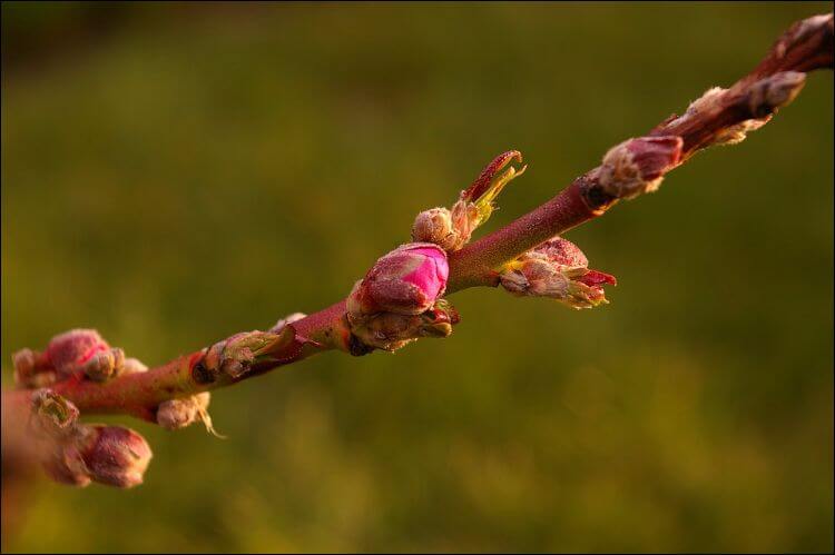 Close up of a peach tree branch
