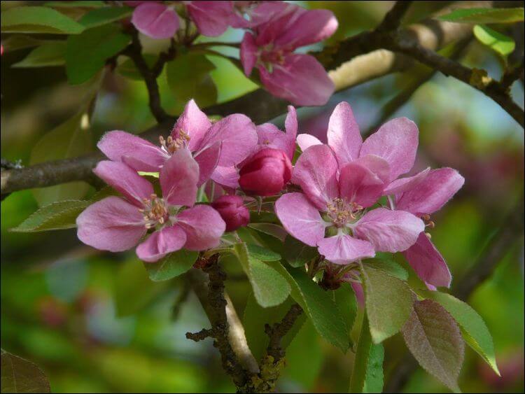 Peach tree pink flowers on a branch
