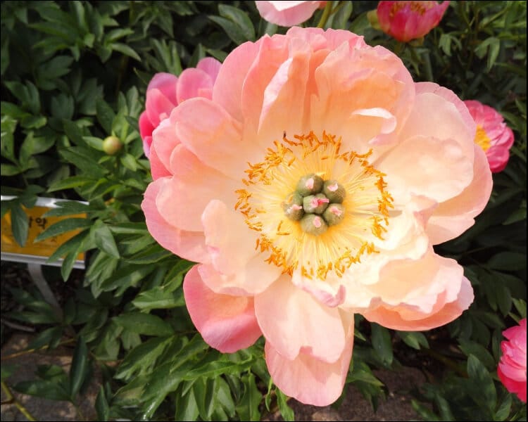 Pink and peach peony flower opened up