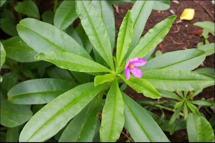 Purple ginseng flower growing on a green plant