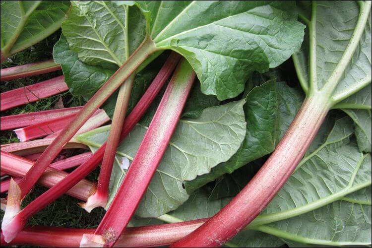 Close up of rhubarb leaves and stalks