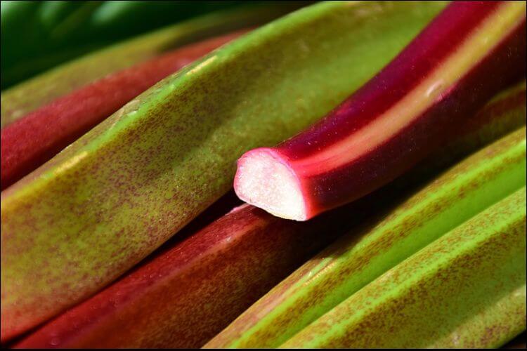Close up of a rhubarb stalk cut