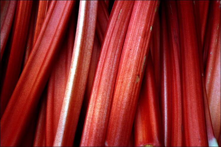 Close up of rhubarb stalks texture