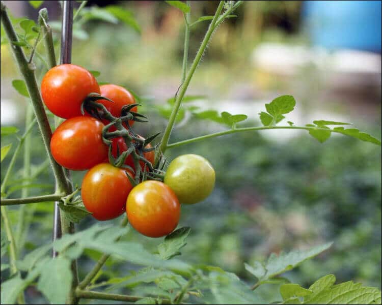 tomatoes edible landscape