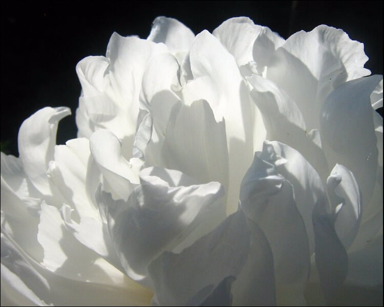 Close up of a white peony flower in the sunlight