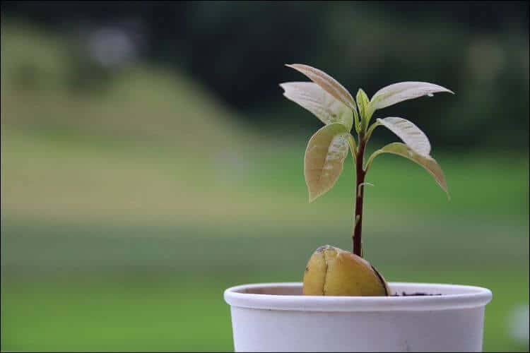 Close up of an avocado sprout growing out of a seed in a white pot