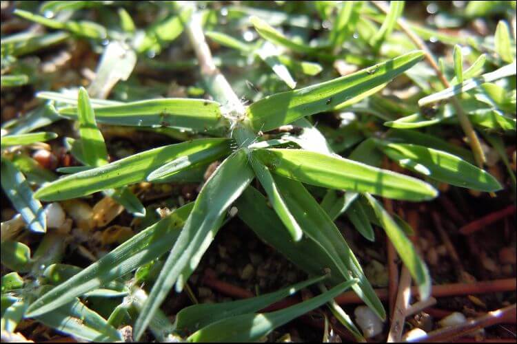 Close up of Bermuda grass leaves