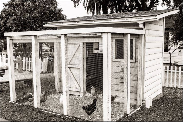Tall chicken coop with a free space for chicken to roam