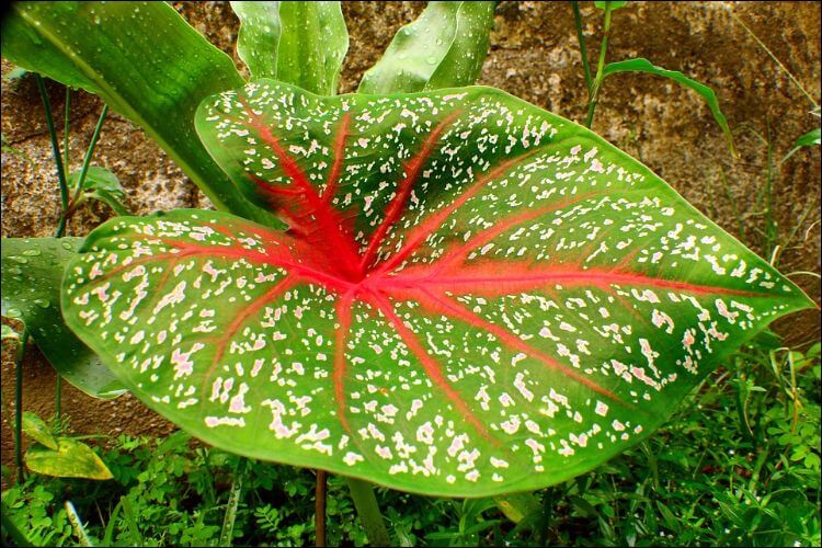 Close up of a colorful caladium leaf with red vines and green leaves with white spots