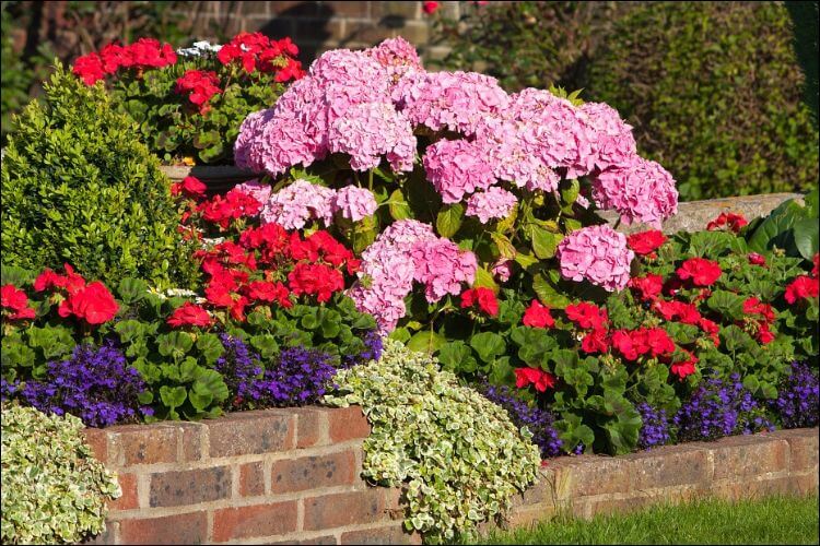 Colorful Hydrangea design with pink hydrangea flowers, red and purple small flowers on a brick wall