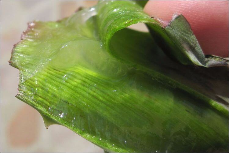 An aloe vera leaf being cut and held open by a person's finger, with the transparent gel visible inside it