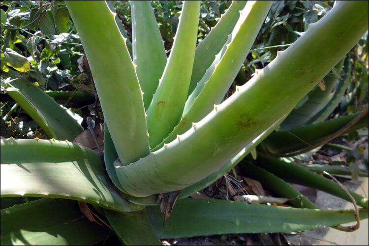 Close shot of an aloe vera plant growing freely in the garden