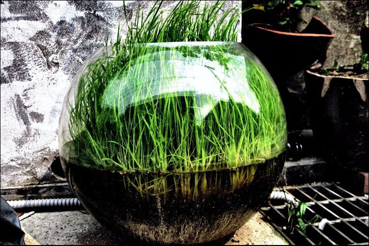 grass growing in water