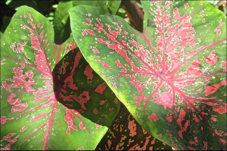 Close up of big green caladium leaves with pink spots and vines