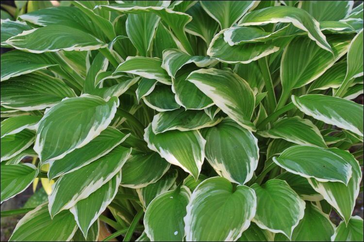 landscaping with hostas hosta with green and white leaves