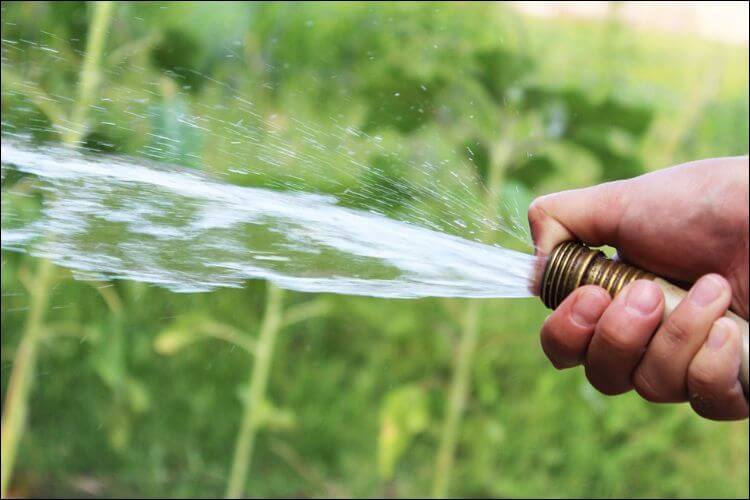Focus on a person's hand watering the green lawn with a hose