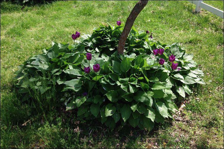 landscaping with hostas hostas and purple tulips