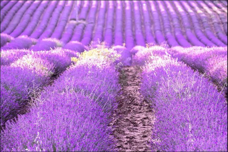 Lavender wedding ideas lavender field
