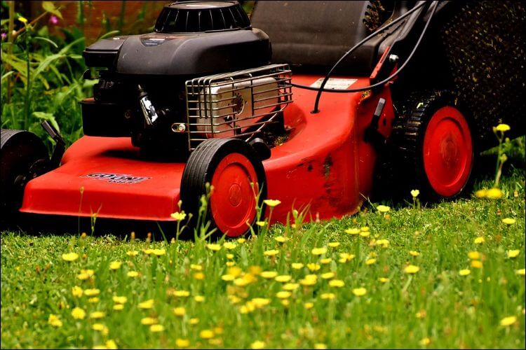Focus on a red lawn mower placed on a green lawn with small yellow flowers