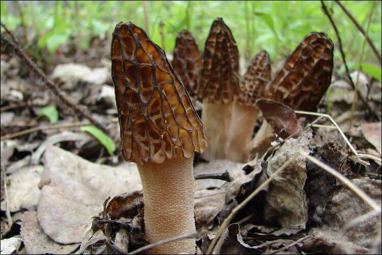 Morel mushrooms growing in the forest among fallen leaves