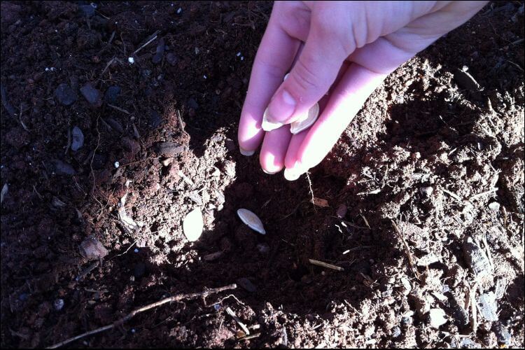 Woman's hand putting seeds into a holw in the soil