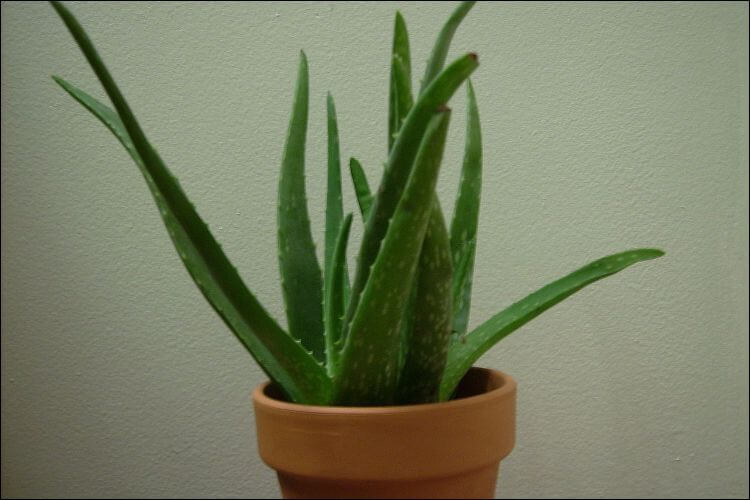 Front shot of a potted aloe vera, growing in a beige pot