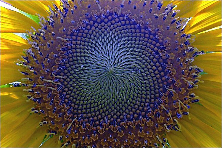 Close up of the purple center of a yellow sunflower with seeds in it