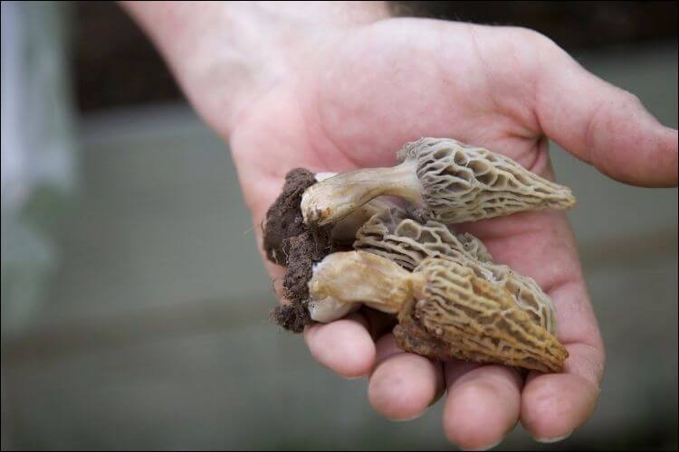 Small morel mushrooms held in hand by a white person