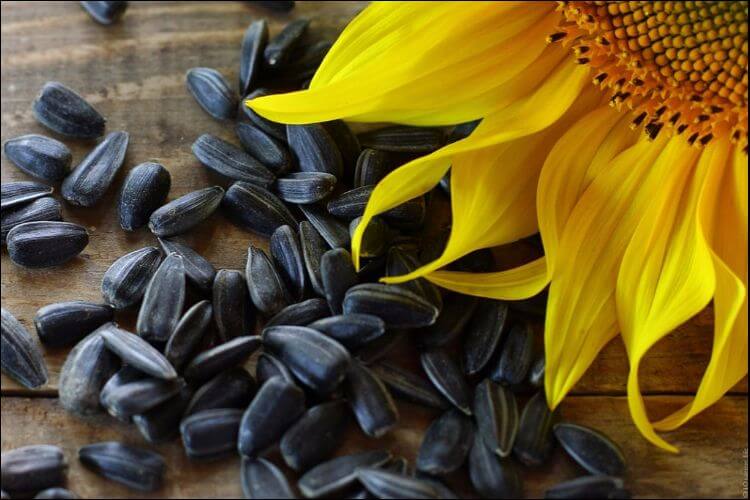 Close up of black sunflower seeds and a couple of petals from a flower visible in the upper right corner