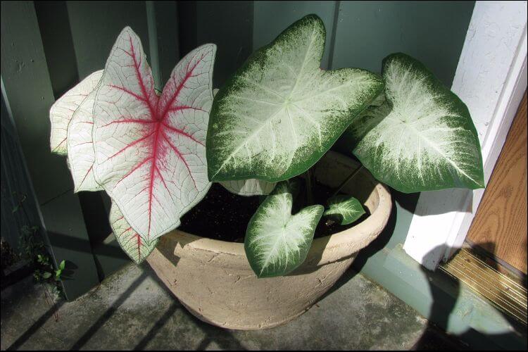 Caladiums with white and green leaves in a pot next to a door