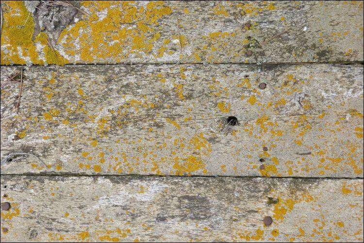 Close up of a gray wooden surface with mold on it and yellow spots