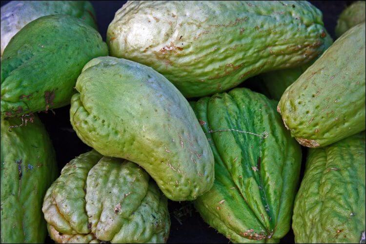 how to grow chayote close up of chayote mound