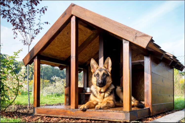 how to build a dog house German shepherd sitting in its house