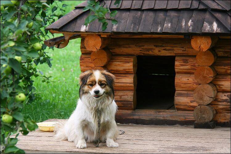 how to build a dog house dog sitting in front of its house