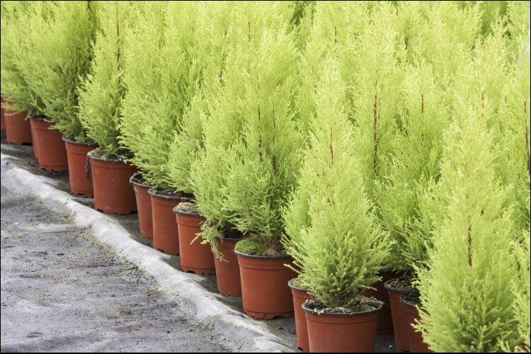 best trees for privacy lemon cypress in pots