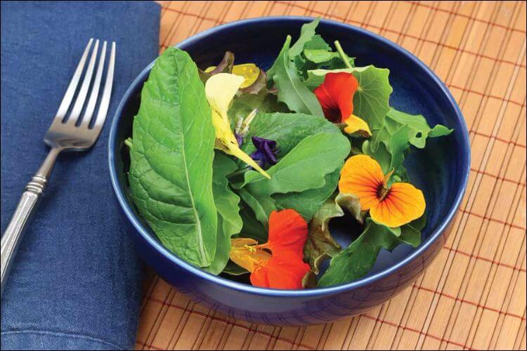 how to grow nasturtium nasturtium flowers in a green salad