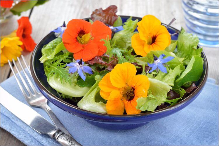 how to grow nasturtium green salad with nasturtium flowers