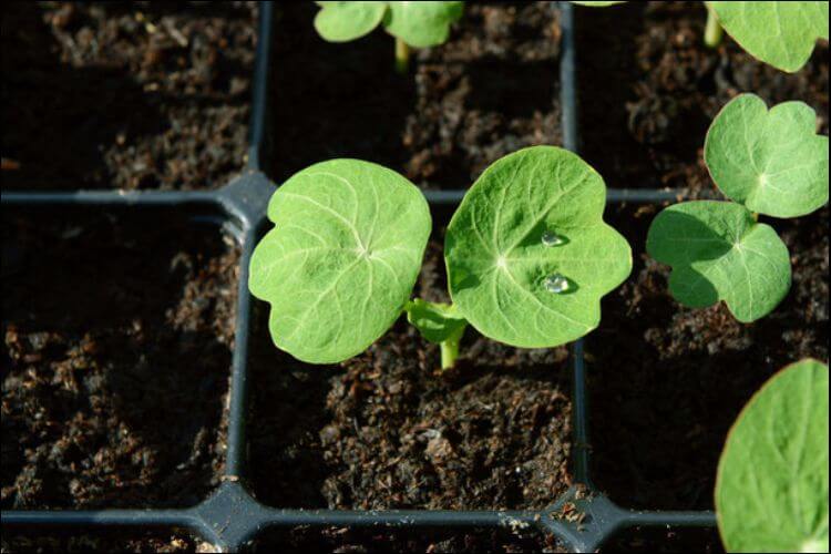how to grow nasturtium plant seedlings