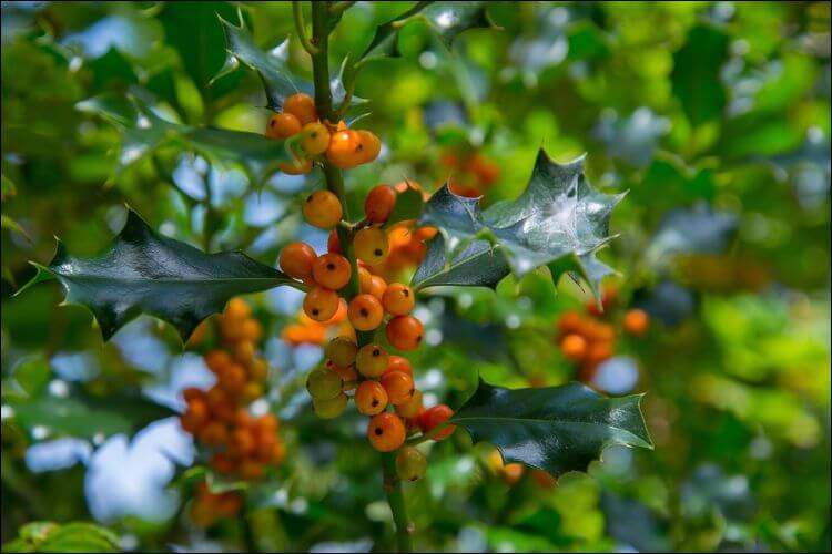 how to grow holly orange holly berries