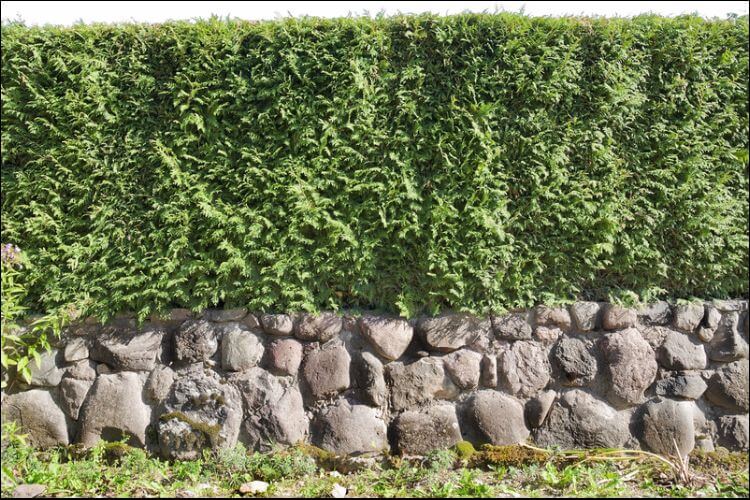 best trees for privacy thuja hedge