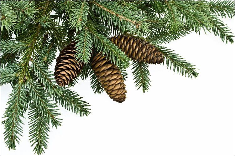 best trees for privacy white fir
