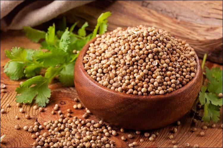 spices to grow indoors coriander seeds