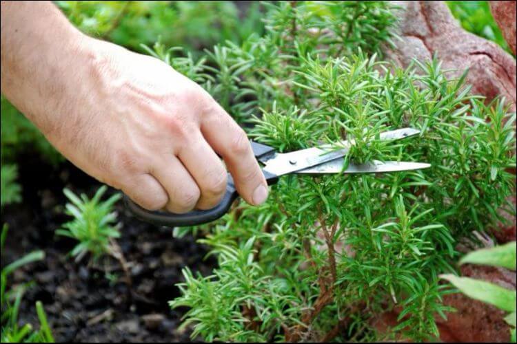 how to care for rosemary indoors cutting rosemary
